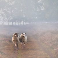 Zwei Schafe auf der Heide