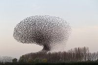 Starling cloud