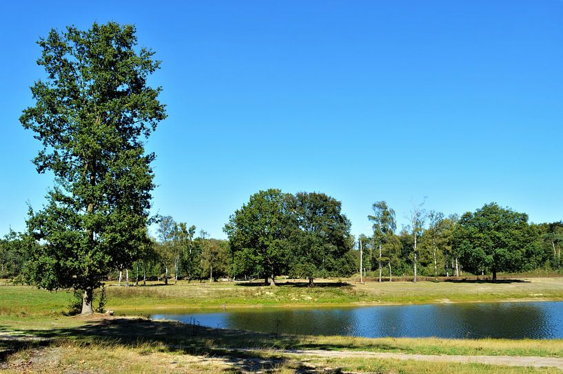 Zonovergoten Bosgebied par DoDiLa Foto's