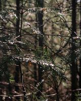 Kiefernzweige mit orangefarbenen Details