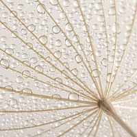 Country simple serenity in a square: Caught in a web of the Tragopogon