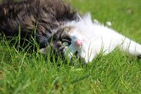 Norwegischer Kater verschmust