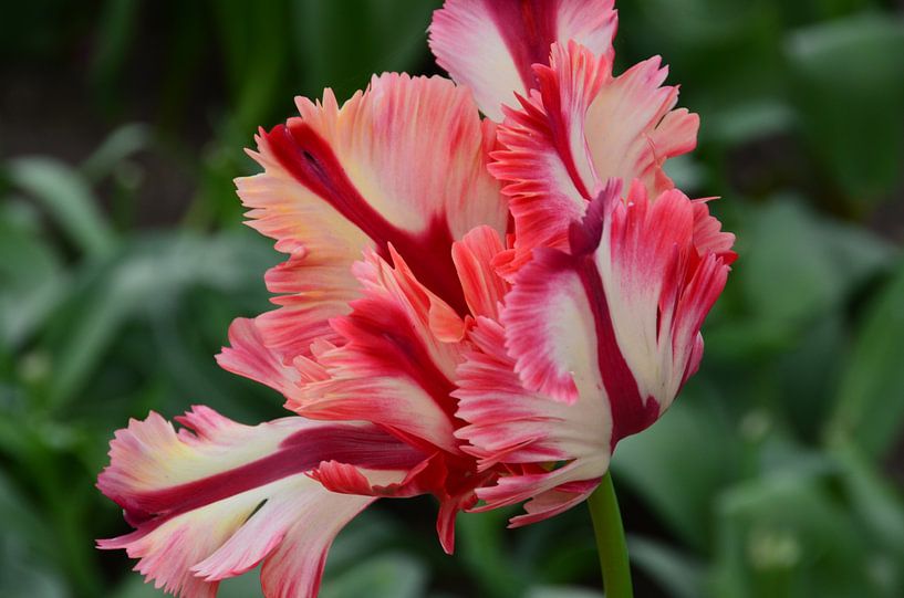 Bijzondere Tulp par Marcel van Duinen