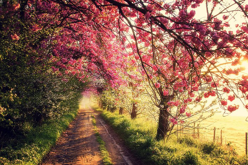 Pink morning by Bart Ceuppens