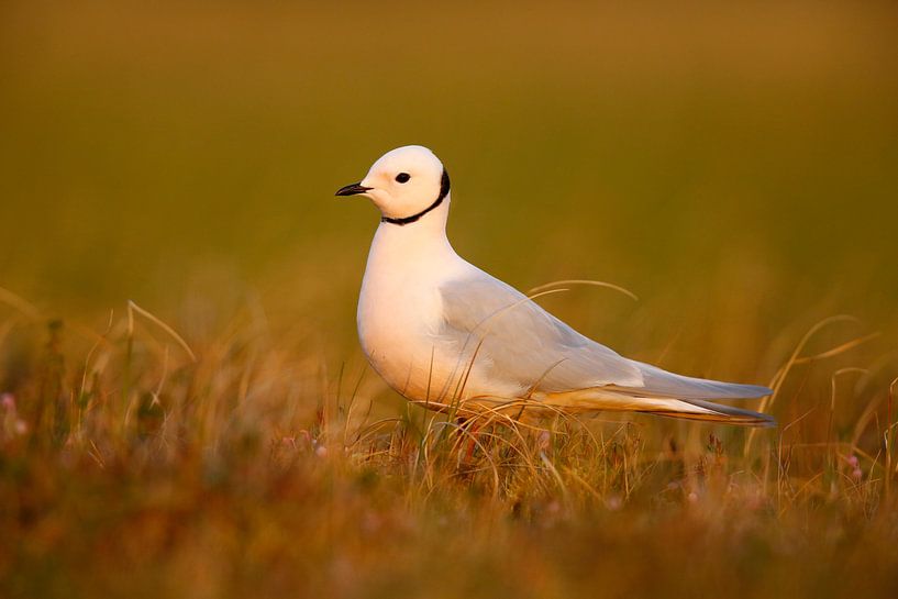 Adult Ross's Gull (Rhodostethia rosea) in summer plumage by AGAMI Photo Agency