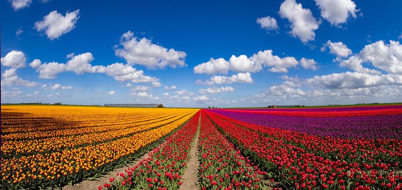 Flowering tulip fields in the Groningen countryside by Gert Hilbink