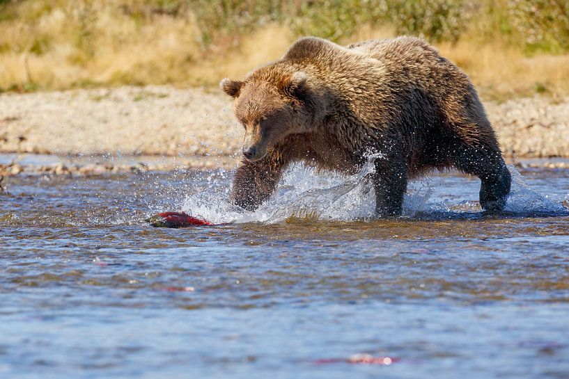 Grizzly beer von Menno Schaefer