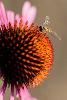 Wildbiene auf Sonnenblume (Echinacea) II