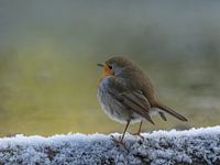 Rotkehlchen im Schnee