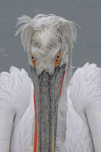 Crucible pelican 3 by Van Karin Fotografie