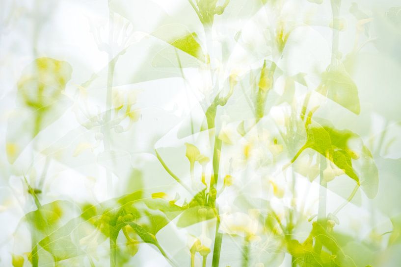 Abstrakte Blumen von Danny Slijfer Natuurfotografie