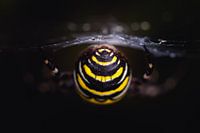 der schöne Rücken der Wespenspinne