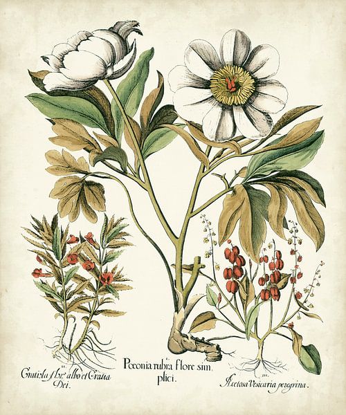 Basilius Besler,Iv Iv Iv Pfingstrosen von finemasterpiece