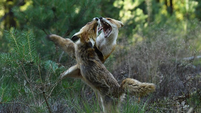Combattre les renards par Pieter Roos