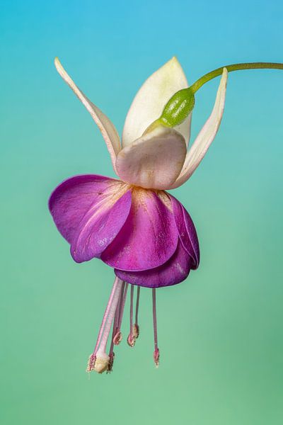 Fuchsie 5 von Pieter van Roijen