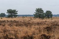 Warm autumn colors on the veluwe