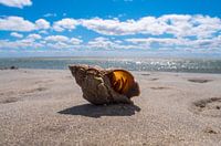 plage été coquillages plage, été coquillages.