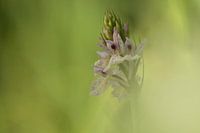 Wilde Orchidee in sanften Pastelltönen