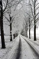 winter avenue with trees landscape