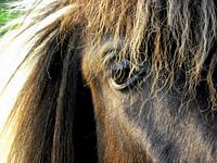 horses eye