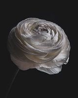 Still life white ranunculus