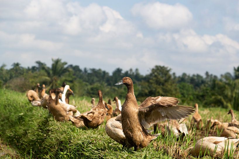 Entenherde von picsbyronenvief