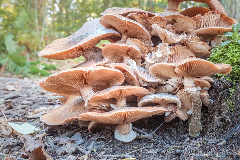 Paddestoelen bij de Renkumse beek. by Rijk van de Kaa