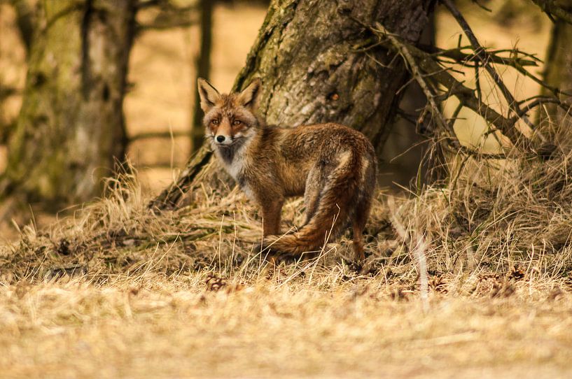 Portret van een Vos II by Robert Stienstra