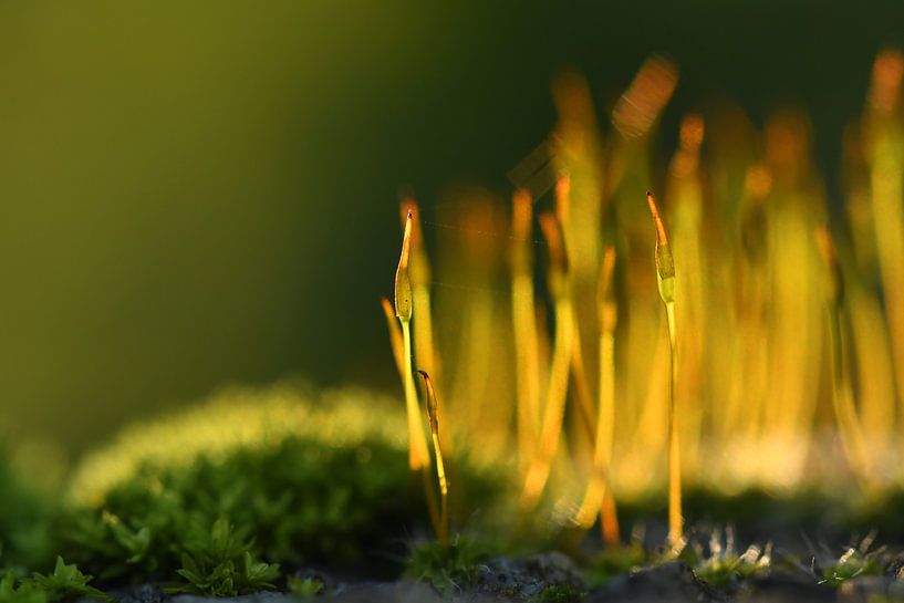 Mos oplichtend door de zon by Sascha van Dam