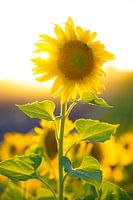 tournsol Valensole 3