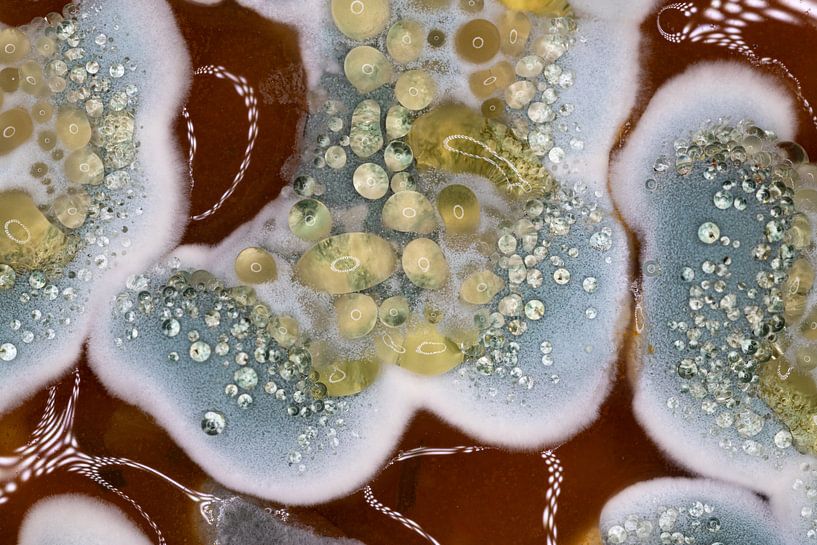 Mold Art 1 by Albert Mendelewski