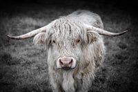 Schottische Highlander subtile Farbversion