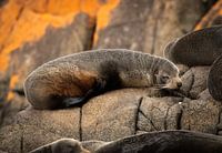 Seebär an der Küste von Bruny Island