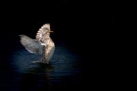 Duck spreads its wings