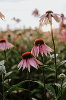 Summer Echinecea Field, Still Life, Netherlands, Purple Flowers, Sunflower, Flower Garden