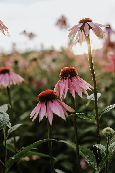 Summer Echinecea Field, Still Life, Netherlands, Purple Flowers, Sunflower, Flower Garden by Linda Richtersz