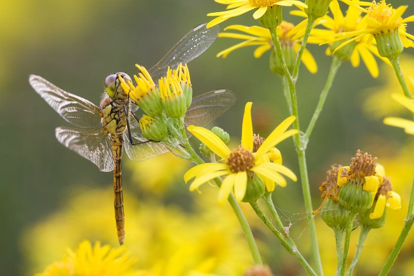 Brick red Heidelibel on flower by Jeroen Stel