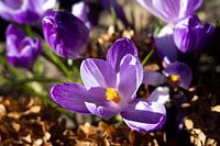 Crocuses in sunlight 1