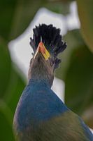 Großer blauer Turaco