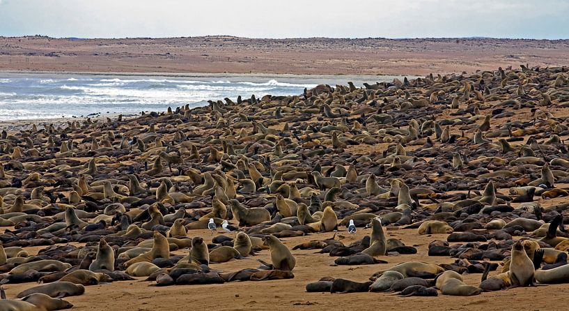 Seelöwenkolonie am Cape Cross von WeltReisender Magazin