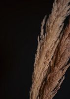 Pampasfedern in Hell und Dunkel