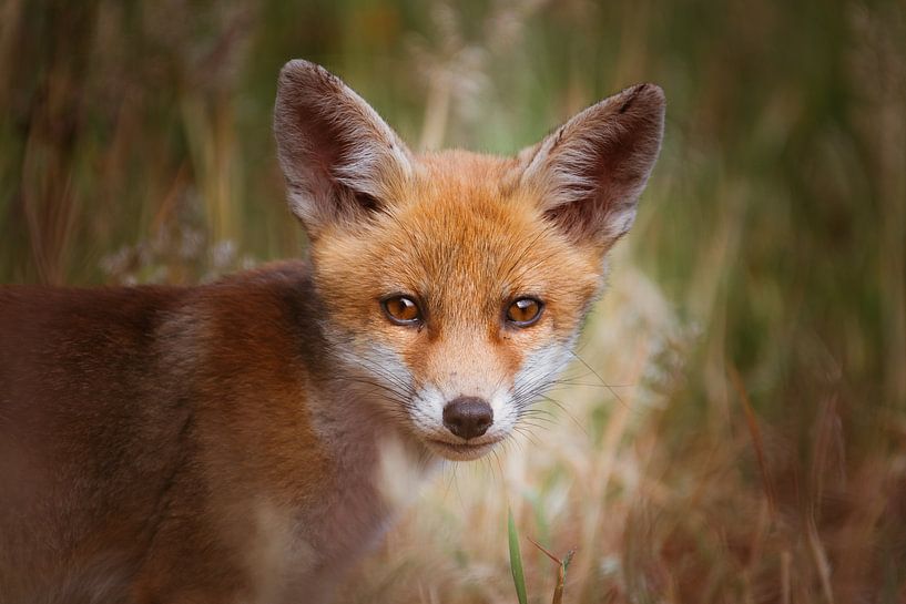 Portrait of a young fox in Dutch nature in a light setting by Maarten Oerlemans