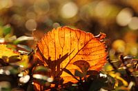 Close-up of an autumn leaf in the sunlight