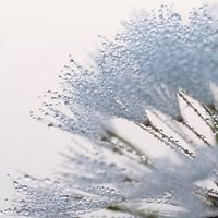 Tau auf einem toten Löwenzahn