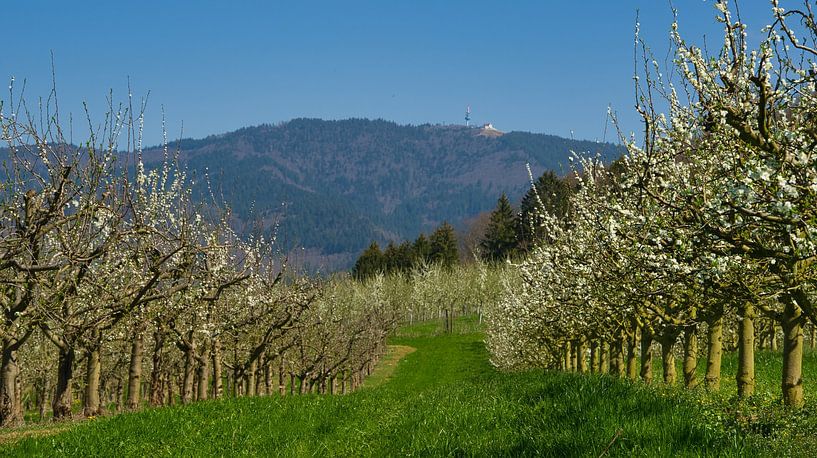 Kirschblüte im Eggenertal von Tanja Voigt