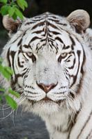 Portrait de tigre blanc