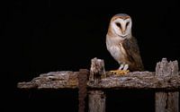barn owl