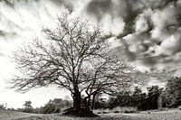 "Nature seen achromatically"