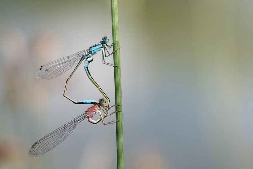 Two dragonflies on a stem by Ulrike Leone