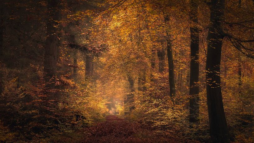 Forest path in autumn by Ton Drijfhamer
